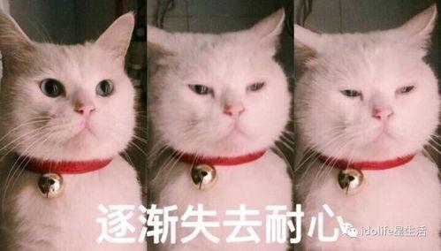 表情包大乱斗