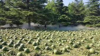 黑料吃瓜网apk普通安装
