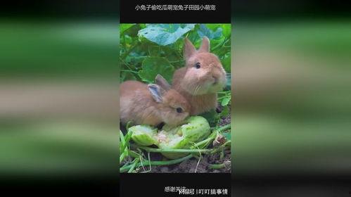 黑料吃瓜网apk普通安装